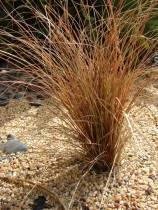 Carex comans "Bronco"